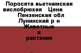 Поросята вьетнамская вислобрюхая › Цена ­ 3 000 - Пензенская обл., Лунинский р-н Животные и растения » Другие животные   